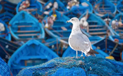 Port d'Essaouira